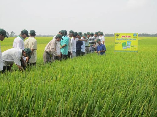 ความสำเร็จของAn Giang ในการพัฒนาทุ่งนาขนาดใหญ่ - ảnh 1